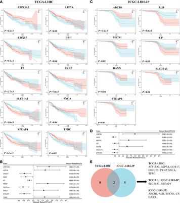Copper and cuproptosis-related genes in hepatocellular carcinoma: therapeutic biomarkers targeting tumor immune microenvironment and immune checkpoints